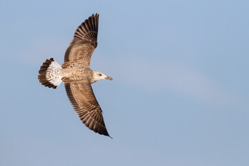 Geelpootmeeuw, Yellow-legged Gull, Larus michahellis michahellis