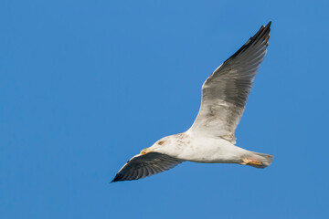 Geelpootmeeuw, Yellow-legged Gull, Larus michahellis michahellis
