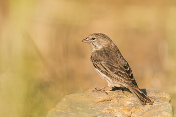 Yemen Serin, Serinus menachensis