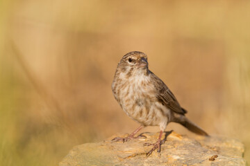 Yemen Serin, Serinus menachensis