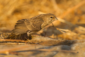 Yemen Serin, Serinus menachensis