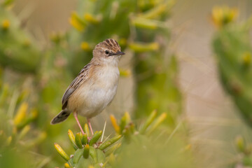 Fototapeta premium Graszanger, Zitting Cisticola, Cisticola juncidis cisticola