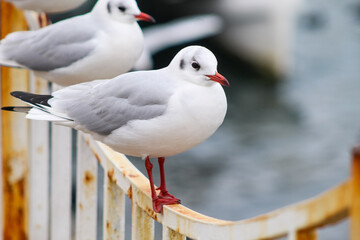 coastal gulls
