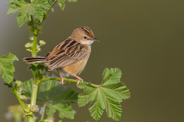 Graszanger, Zitting Cisticola, Cisticola juncidis cisticola