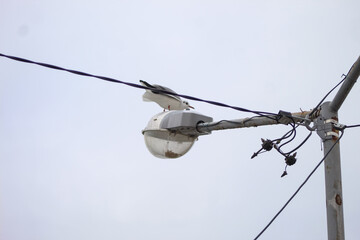 seagull as on a rusty lamp post