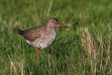 Rotschenkel (Tringa totanus)