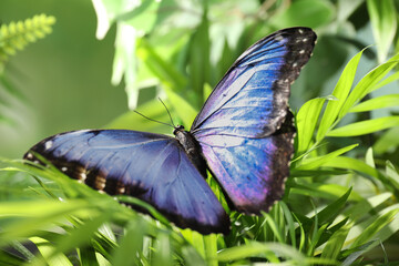 Beautiful common morpho butterfly on green plant in garden