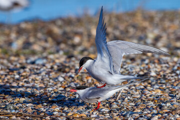 Flußseeschwalben (Sterna hirundo) beim Paarungsritual