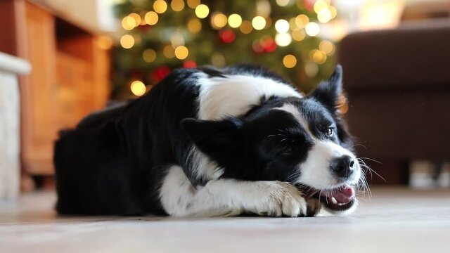 Adorable Black and White Border Collie Dog Lies Down on Floor and Nibbles its Bone in front of Christmas Lights in the Living Room.