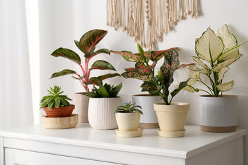 Exotic houseplants with beautiful leaves on chest of drawers at home