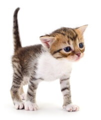 Fototapeta premium Kitten on white background.