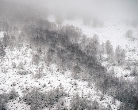 Birch forest among the mist on a snow covered hillside © Luis Vilanova