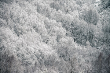 Hoar Frost freezes the bare branches of trees in the forest