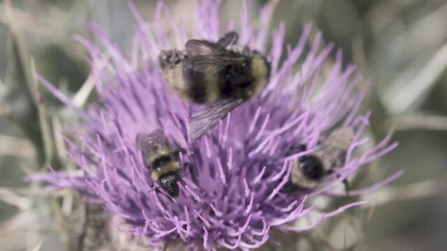 A dead bumblebee on a thistle flower. Other bumblebee to collect the bitter nectar despite the corpse. The concept of vis vitae, continuing life (We have to go on with life!)
