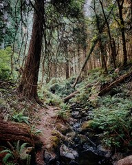 Fototapeta premium Coastal rainforest