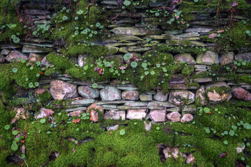 Moss colonize an old dry board wall