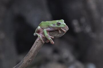 Dumpy Tree Frog on black background