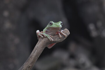Dumpy Tree Frog on black background