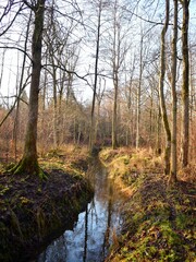 autumn in the forest