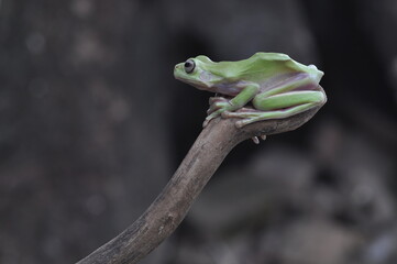 Dumpy Tree Frog on black background