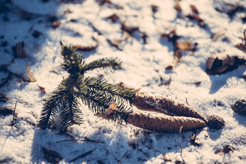 Pine cones in a snowy forest in winter