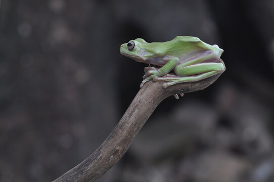 Dumpy Tree Frog on black background