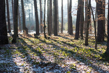 Beech forest in early spring. The snow is melting, the green grass