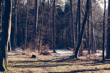 Pine forest in early spring. Sunny day and a little snow
