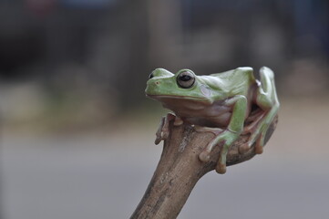 Dumpy Tree Frog on black background