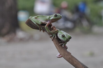 Dumpy Tree Frog on black background