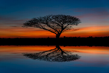 The orange sky at sunset and the shadow of the trees with the shadow of the birds.	