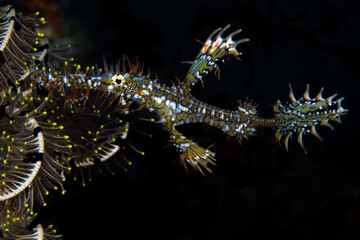  Colorful portait of ornate ghost pipefish - Solenostomus paradoxus
