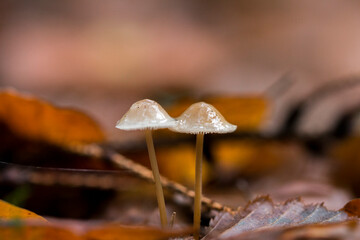 Pilze stehen im herbstlichen Laub im Wald