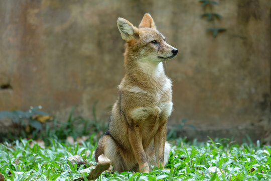 Different actions of the golden jackal during the day. Golden jackal siting on lawn