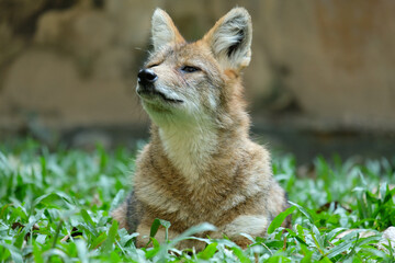 Different actions of the golden jackal during the day. Golden jackal resting on lawn