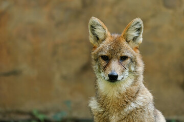 Different actions of the golden jackal during the day. Close up of golden jackal face