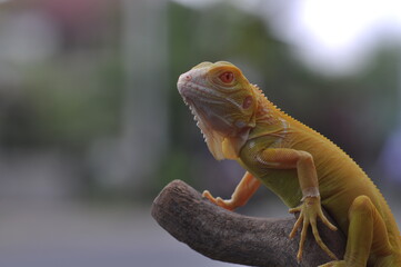 The yellow iguana, also known as the American iguana, mostly herbivorous species of lizard