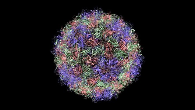 Structure of Senecavirus A - SVA (Seneca Valley Virus), animated 3D model, black background
