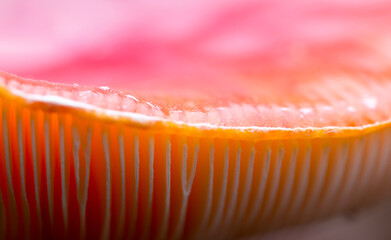 Nahaufnahme der Lamellen eines Fliegenpilzes mit durchscheinendem Licht