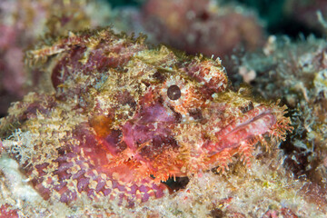 Fototapeta na wymiar Close up detail of scorpionfish camouflaging with its surroundings on coral reef
