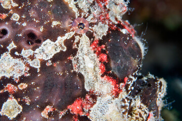 Fototapeta na wymiar Giant frogfish on coral reef - Antennarius commerson