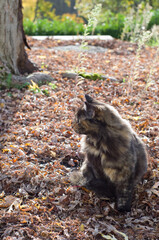 Obraz premium Chat assis