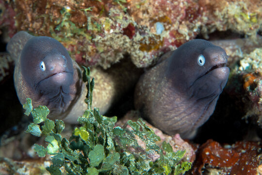 White eyed moray eel - Gymnothorax thyrsoideus