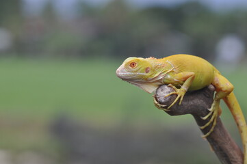 The yellow iguana, also known as the American iguana, mostly herbivorous species of lizard