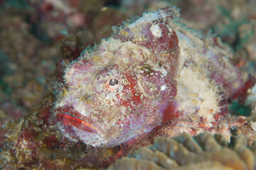 Obraz na płótnie Canvas Close up detail of scorpionfish camouflaging with its surroundings on coral reef