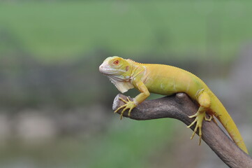 The yellow iguana, also known as the American iguana, mostly herbivorous species of lizard