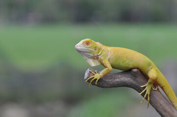 The yellow iguana, also known as the American iguana, mostly herbivorous species of lizard