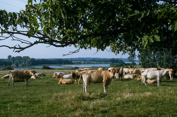 Naklejka na ściany i meble Vache, Parc naturel régional de Lorraine, 54, Meurthe et Moselle