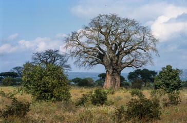 Fototapeta na wymiar Baobab, adansonia digitata, Kenya