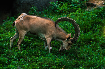 Bouquetin des Alpes, Capra ibex ibex